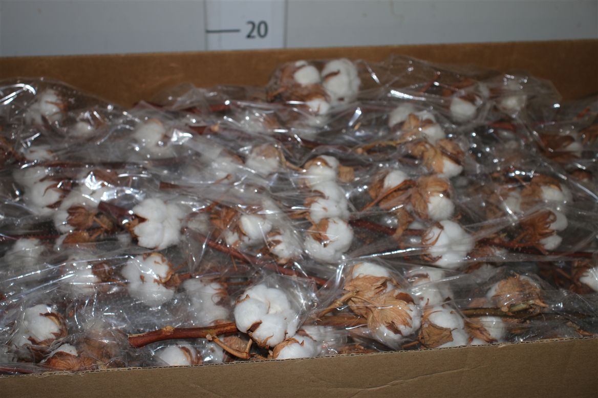 Gossypium(cotton) 13balls