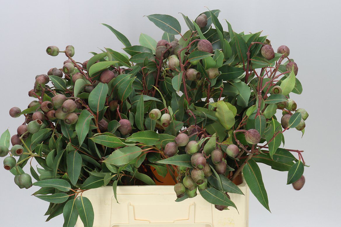 Robusta Globe