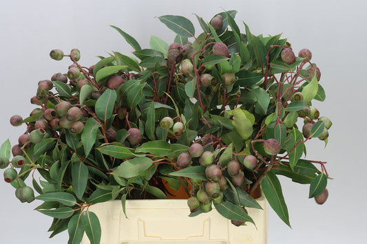 Robusta Globe
