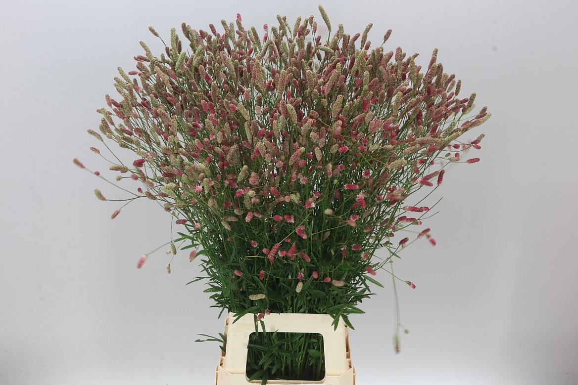 Sanguisorba Off Pink Tann