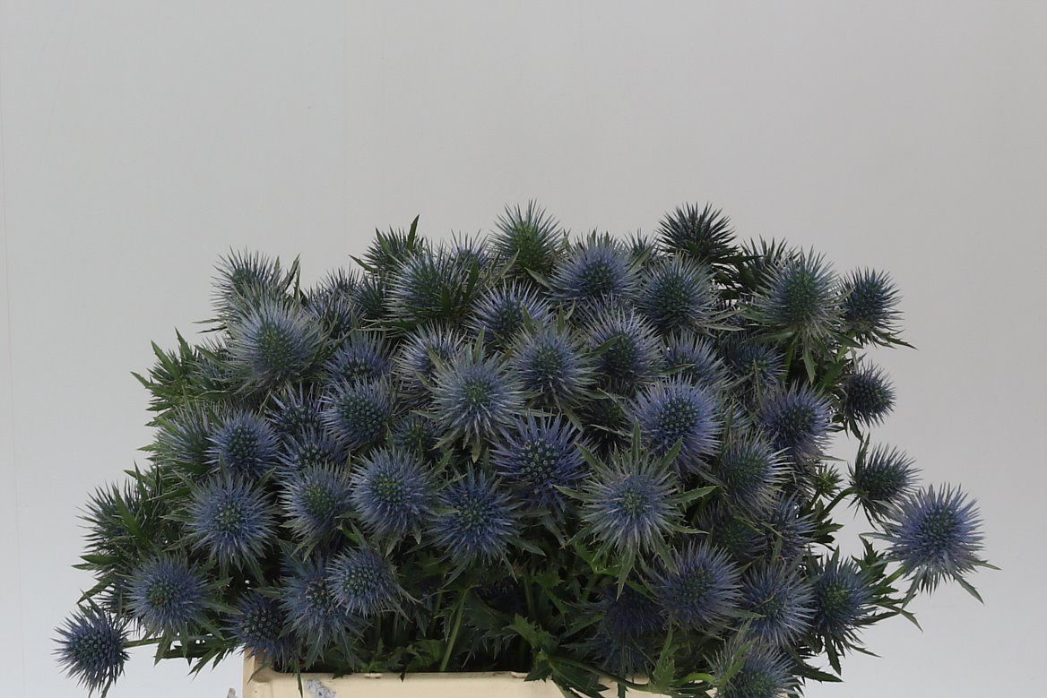Eryngium Magnet