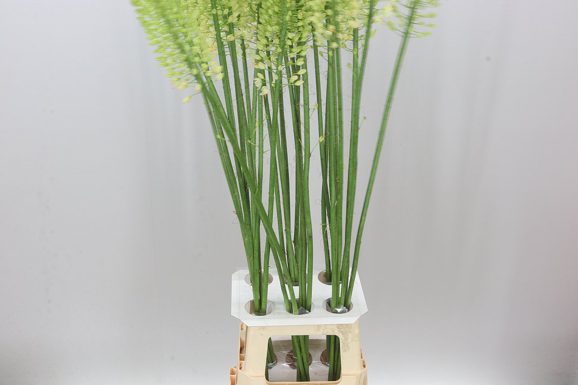 Eremurus White Beauty
