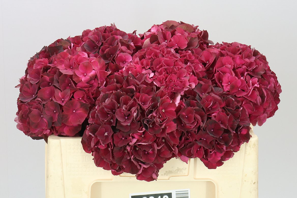 Hyd Dark Ruby