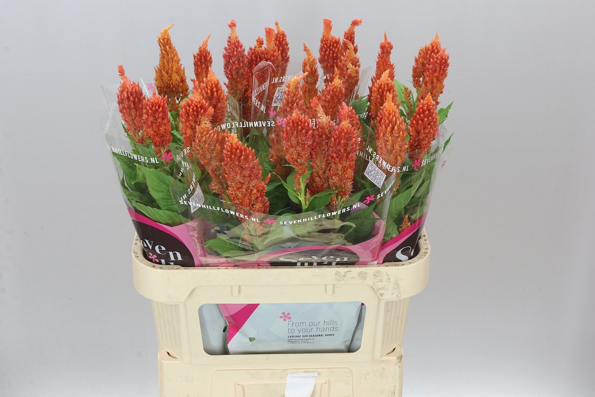Celosia P Sunday Orange