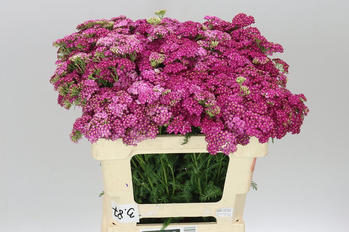Achillea Masterclass Purple