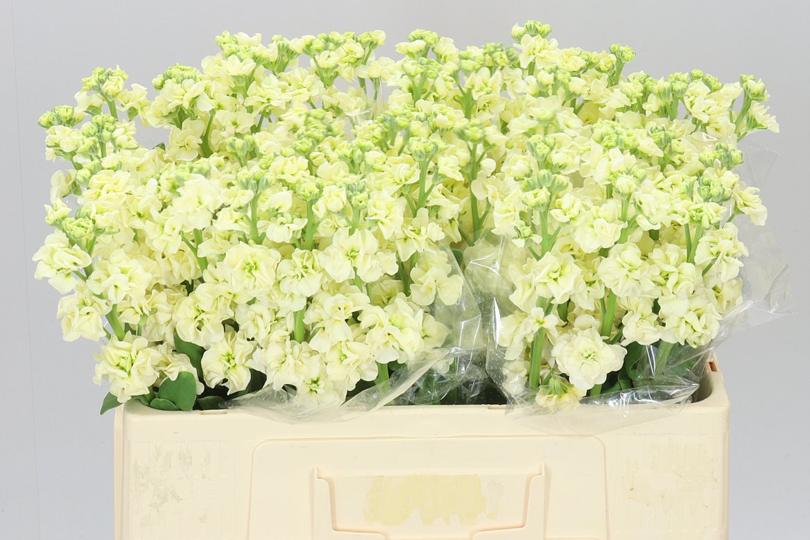 Matthiola Cream A2