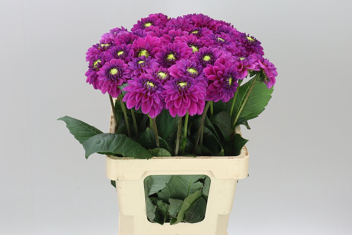 Dahlia Purple Fox