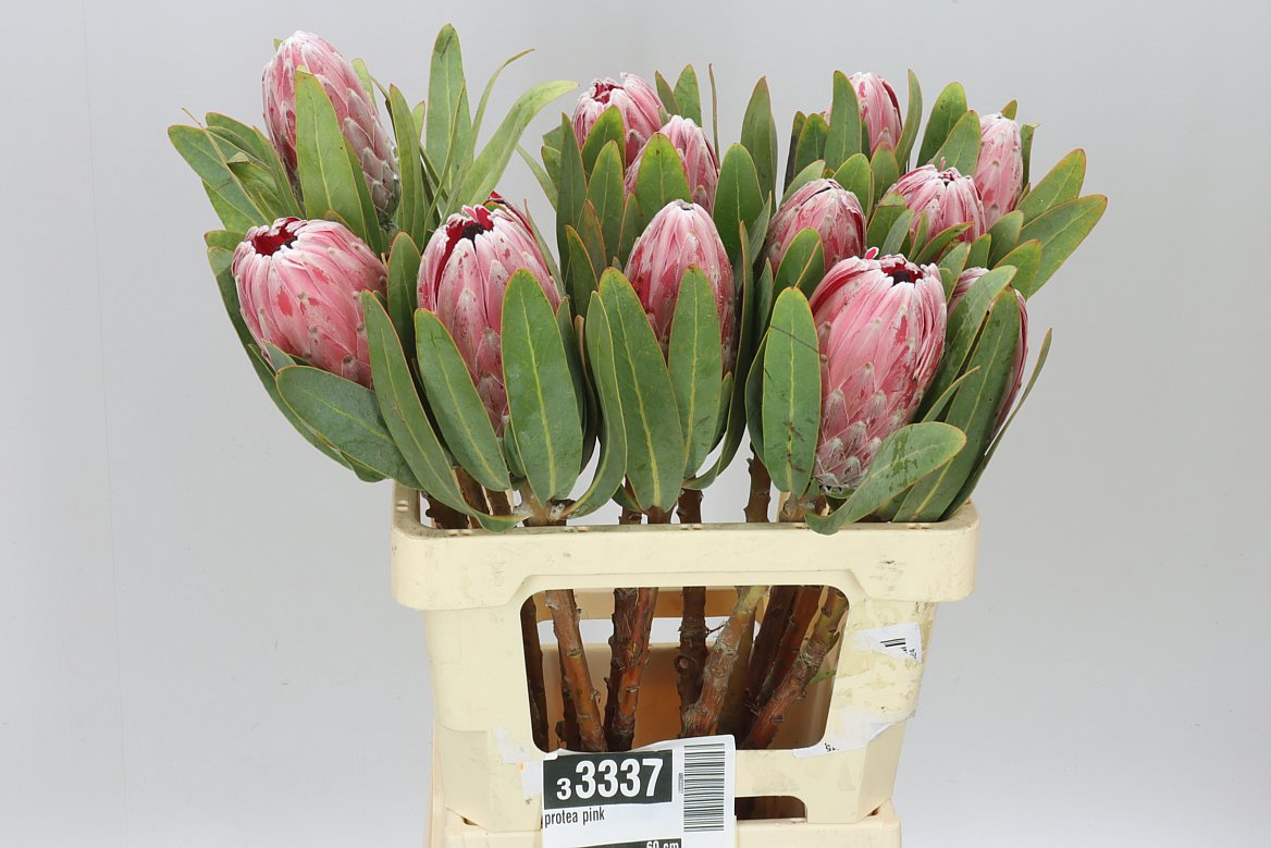 Protea Pink Ice