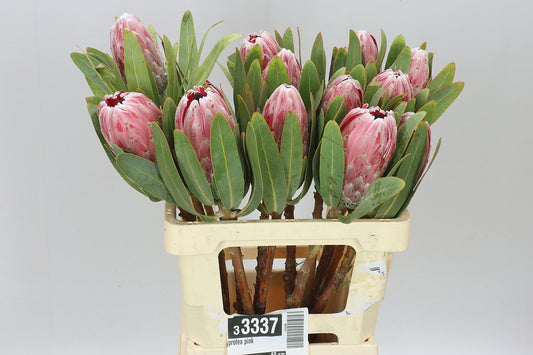 Protea Pink Ice