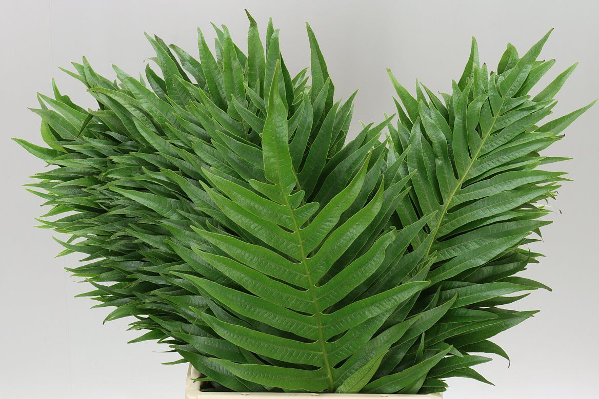 Agloamorpha Jim