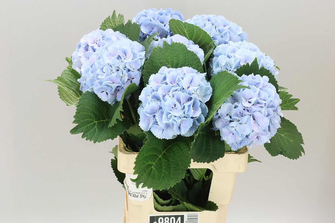 Hyd Lolly Pop Blue
