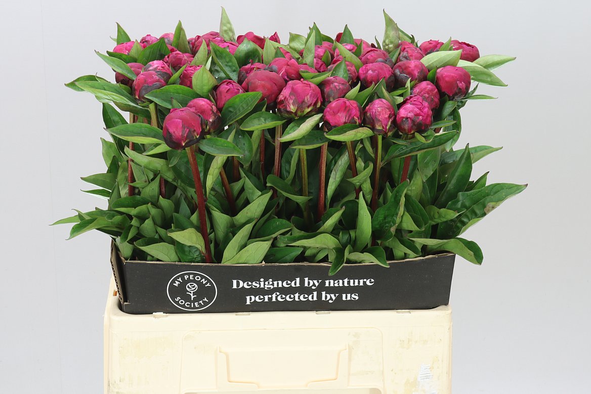 Paeonia Red Sarah Bernhardt A2