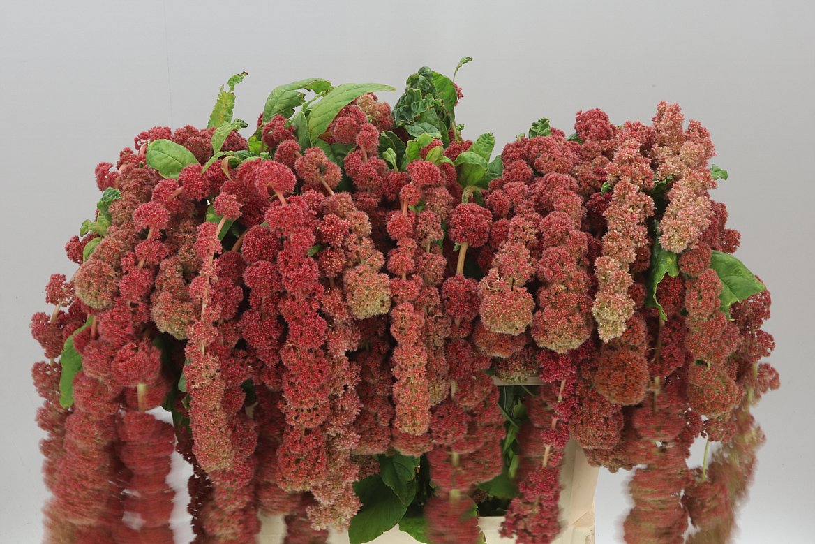 Amaranthus Coral Fountain
