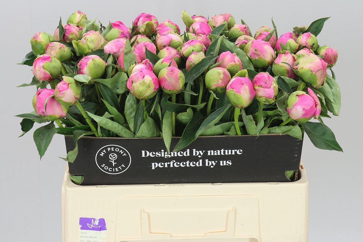 Paeonia Jacorma A2