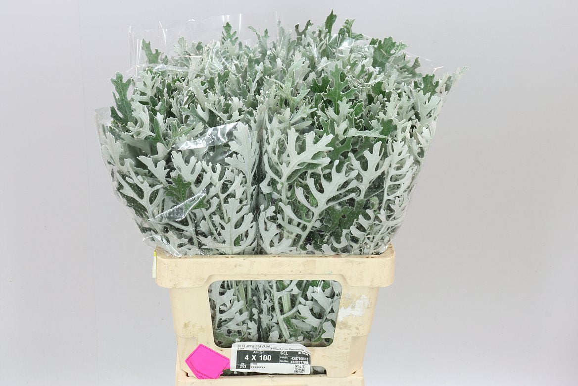 Senecio Maritima