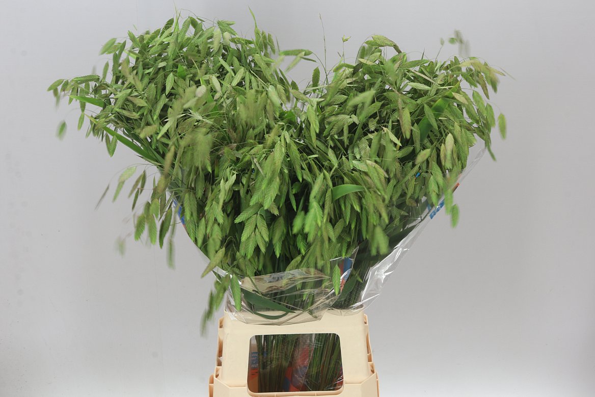 Chasmanthium