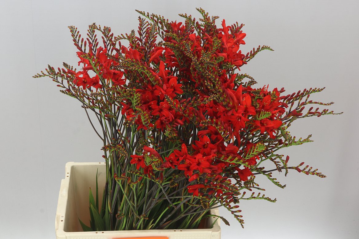 Crocosmia Lucifer