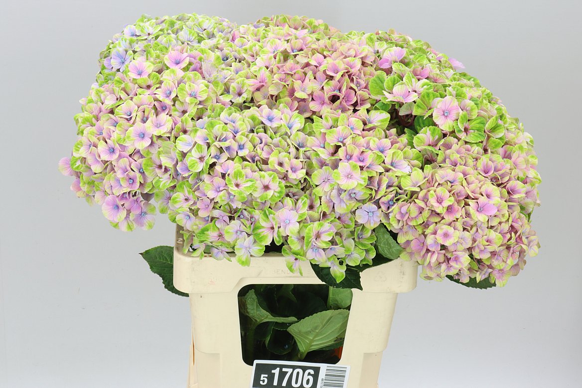 Hyd Coral Pink