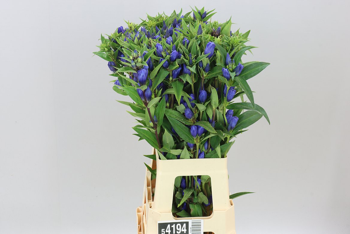 Gentiana Blue