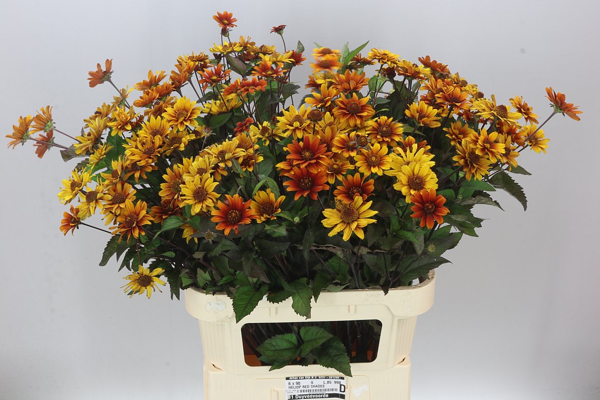 Heliopsis Red Shades