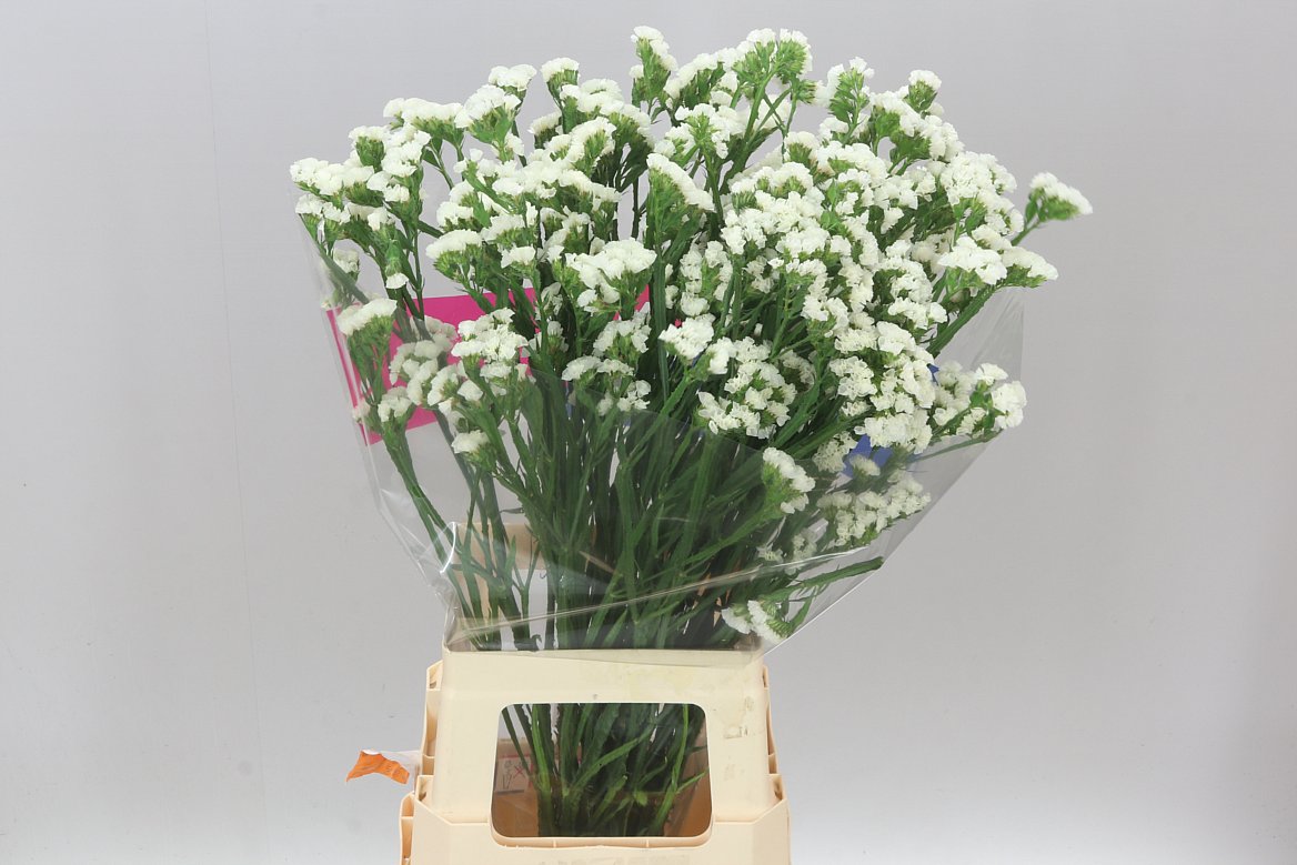 Lim. Statice White
