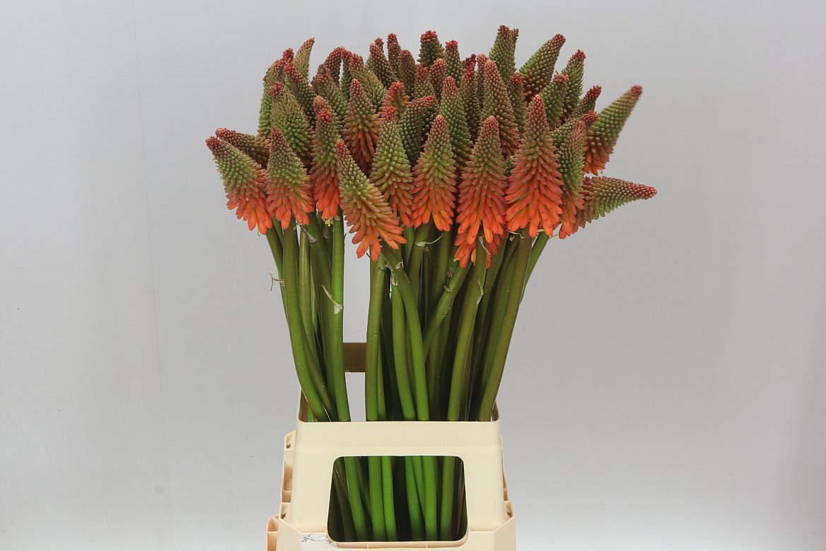 Kniphofia Alcazar