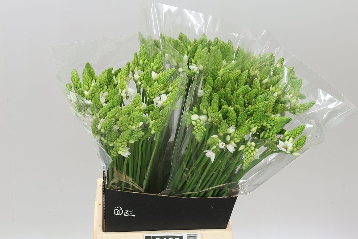 Ornithogalum Thyrsoides