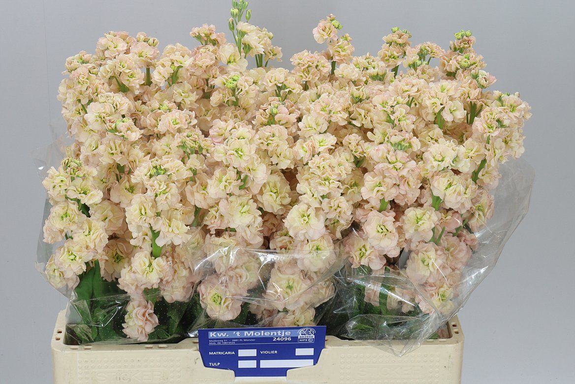 Matthiola Apricot A2