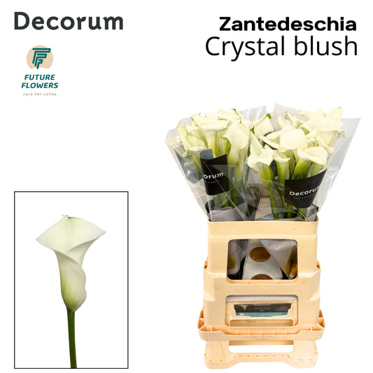Zant Crystal Blush
