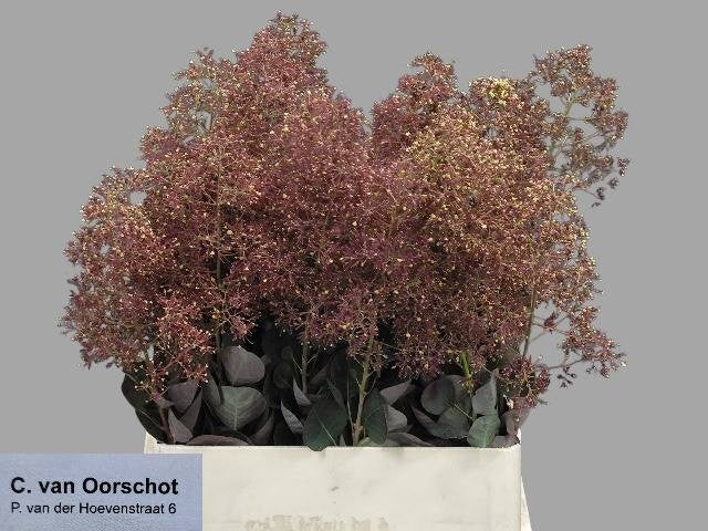 Cotinus Pruik Magical Torch Red