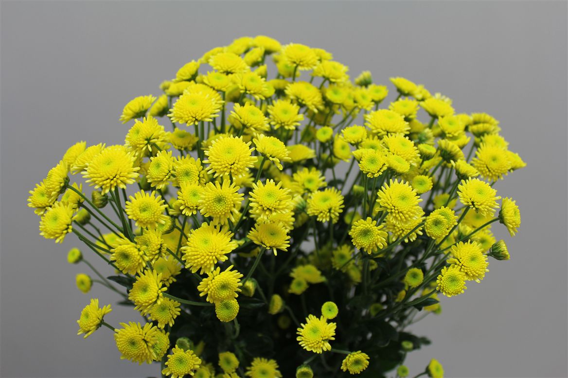 Chr T Stallion Yellow