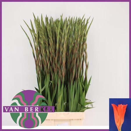 Gladiolus Orange