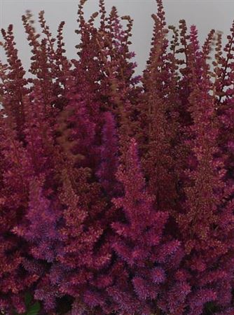 Astilbe Maggie Daley