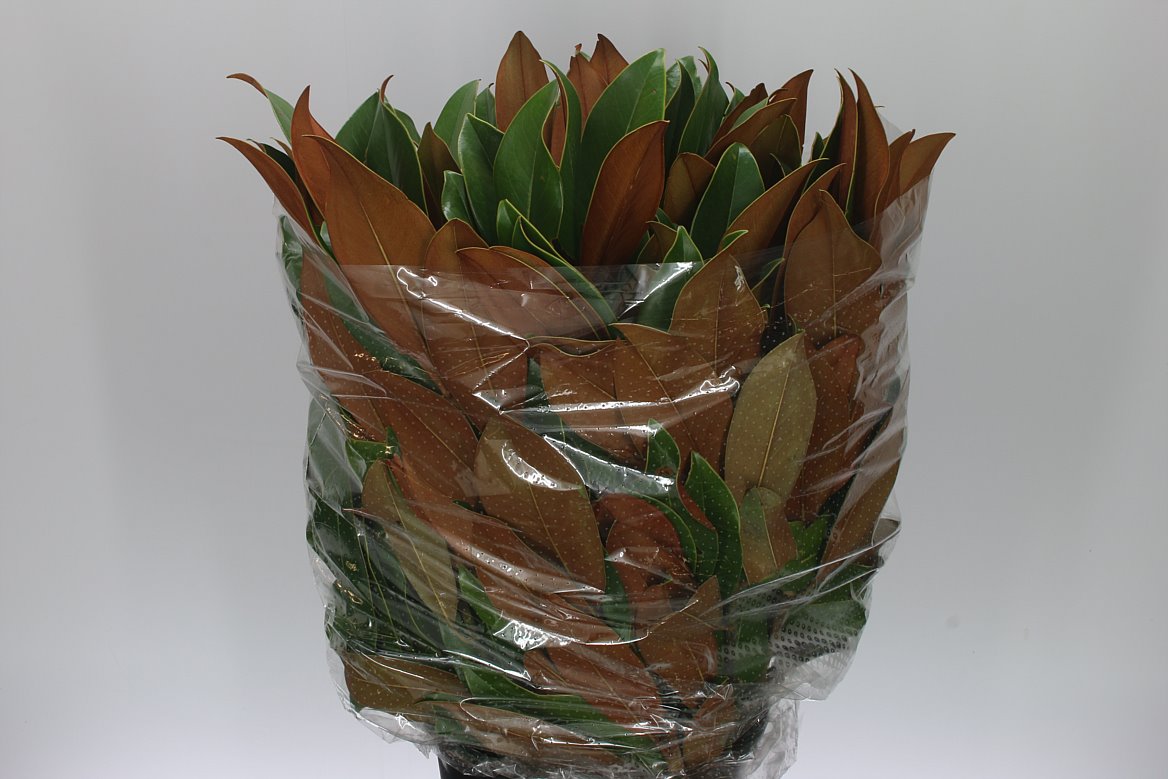 Magnolia Leaf
