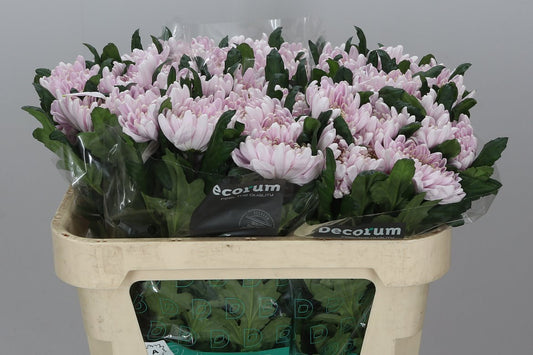 Chr G Rossanno Pink