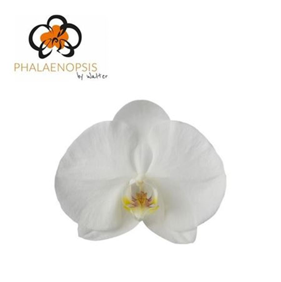 Phal Sensation White