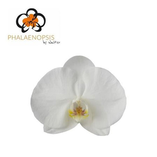 Phal Sensation White