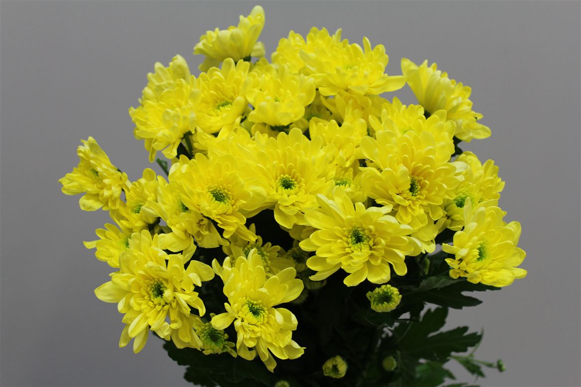 Chr T Baltica Yellow