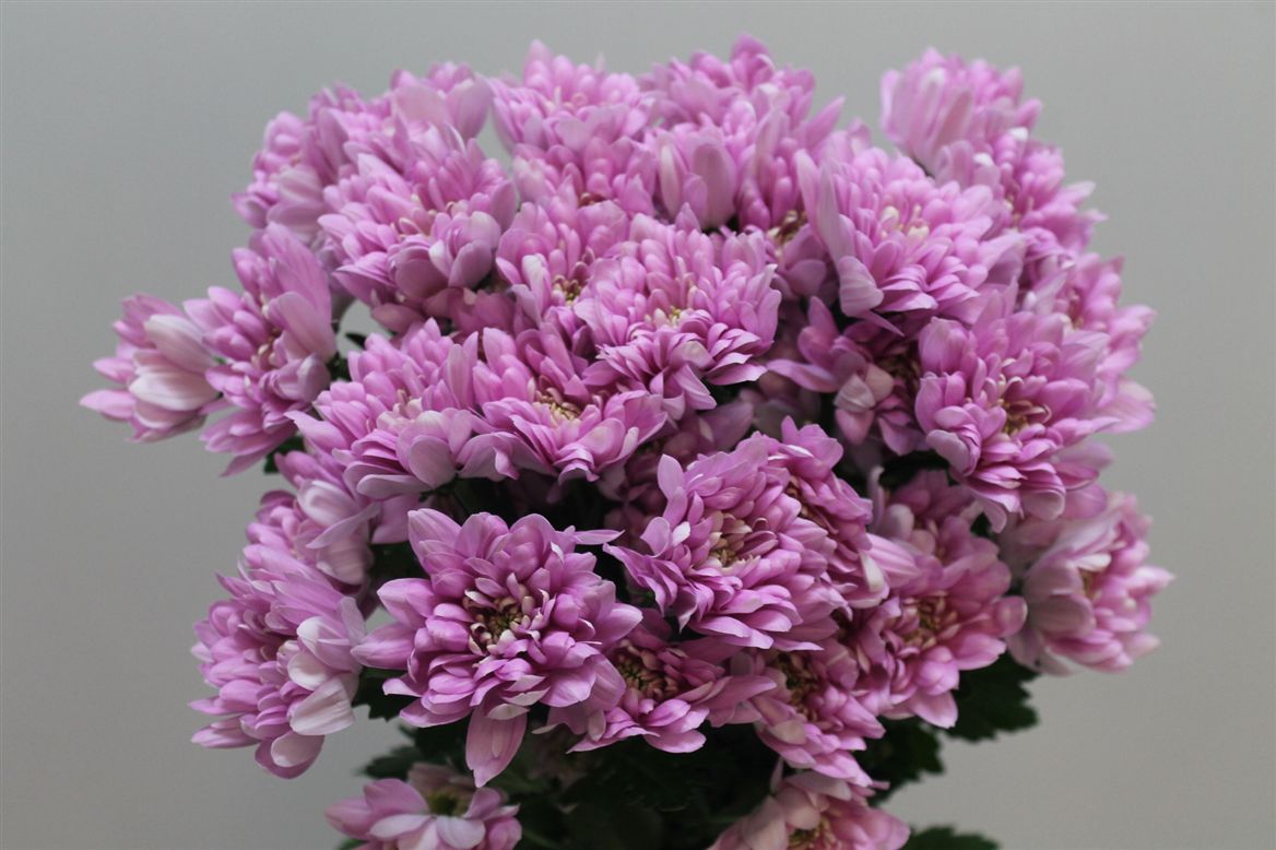 Chr T Baltica Pink