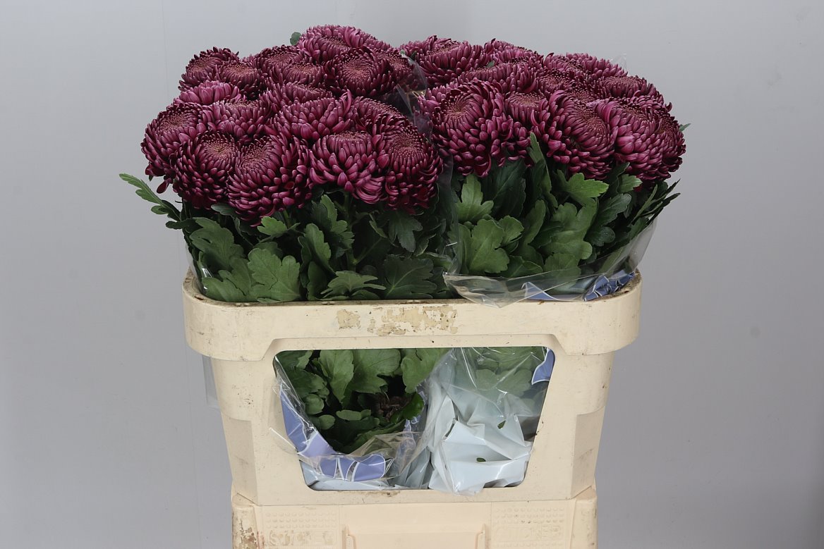 Chr G Bigoudi Purple