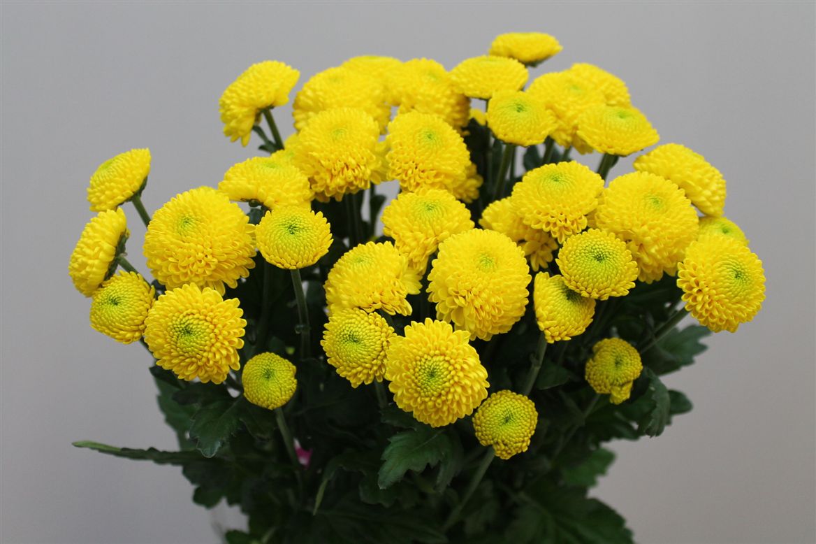 Chr T Limoncello