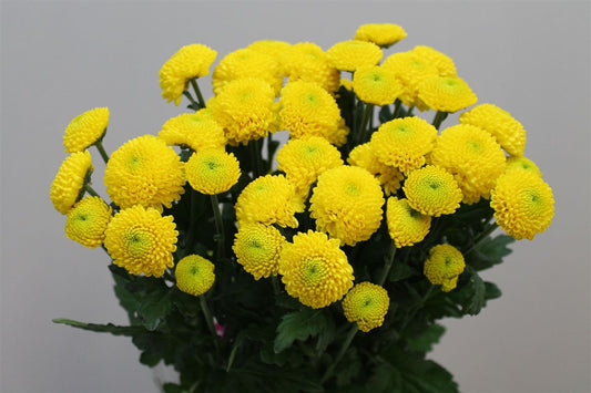 Chr T Limoncello
