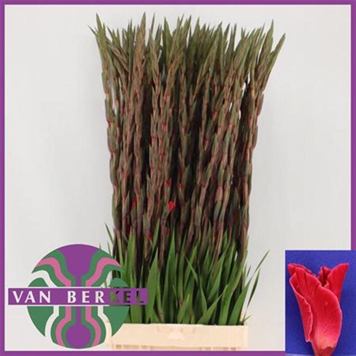 Gladiolus Fairytale Pink