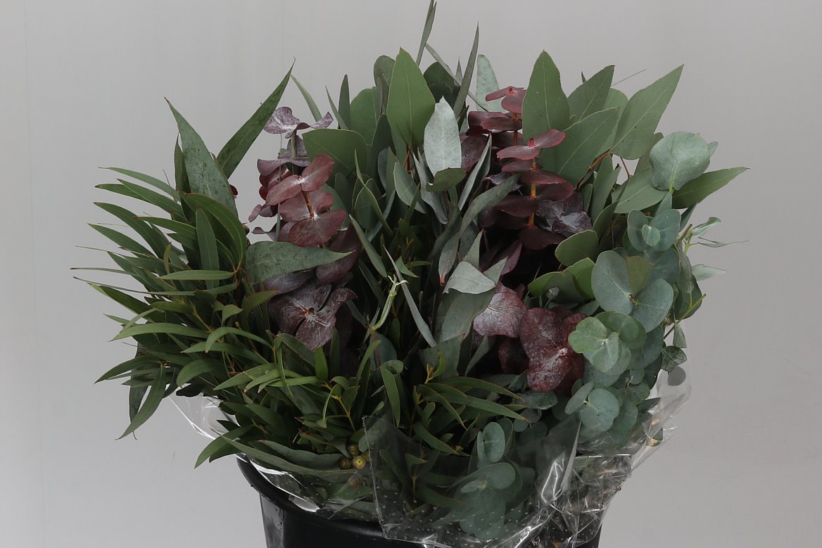Eucalyptus Mix Short