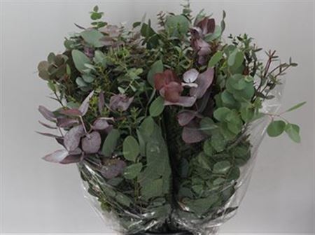 Eucalyptus Mix