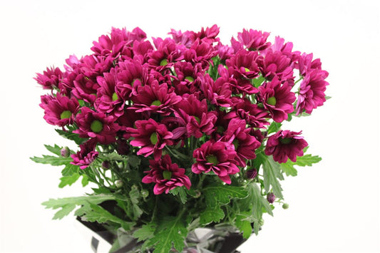 Chr T Purple Star