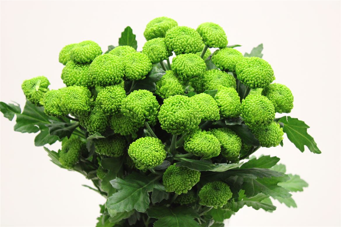 Chr T Deligreen
