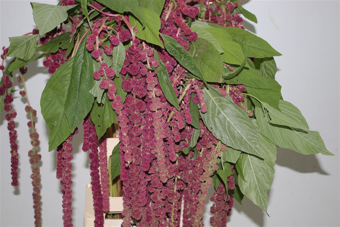 Amaranthus Trails Red