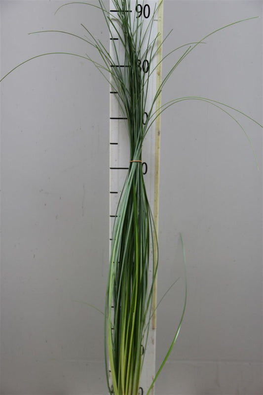 Beargrass Xl