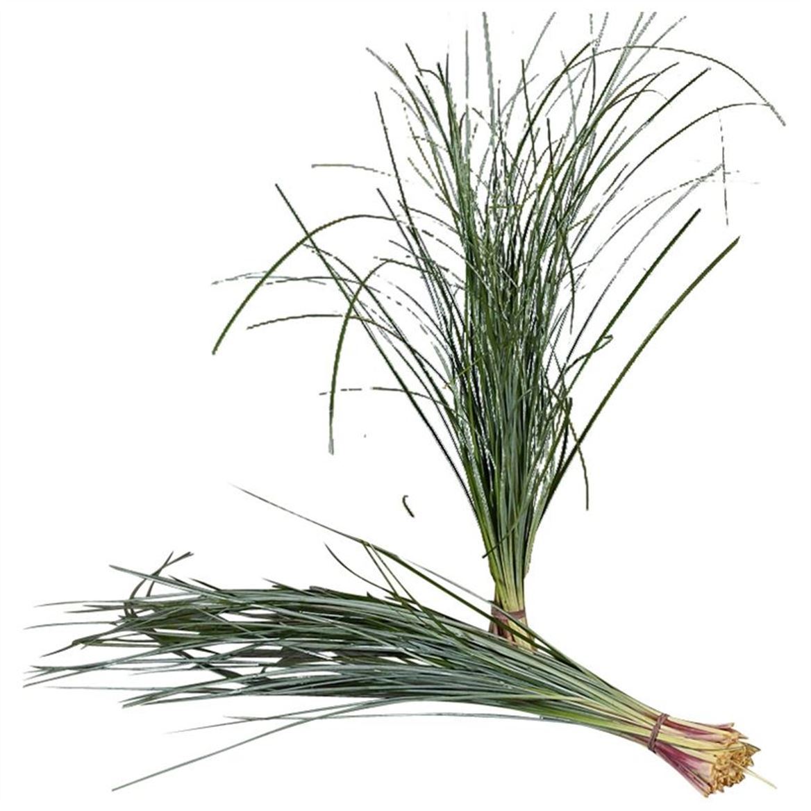 Beargrass